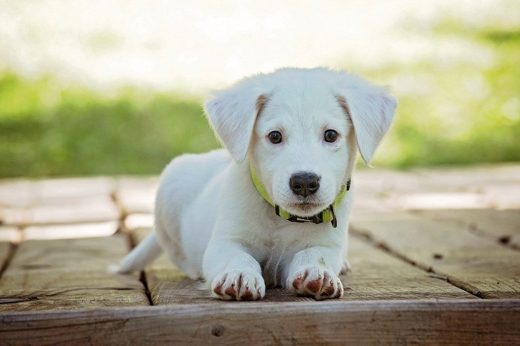 Comment éduquer un chiot à la propreté ?