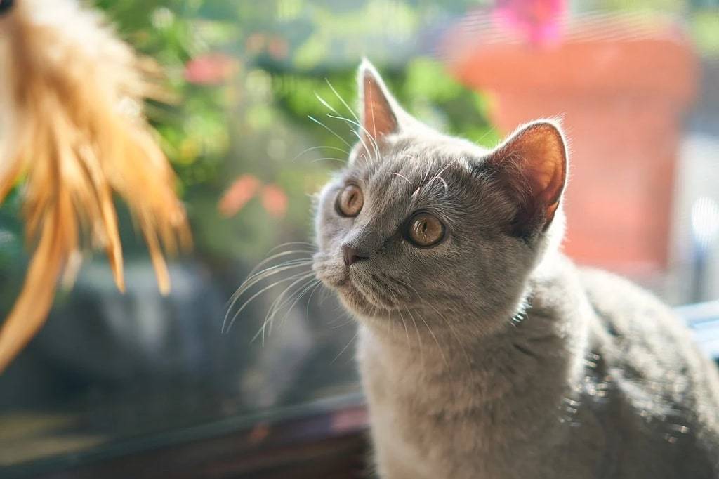 Les meilleures façons de jouer avec votre chat d'intérieur