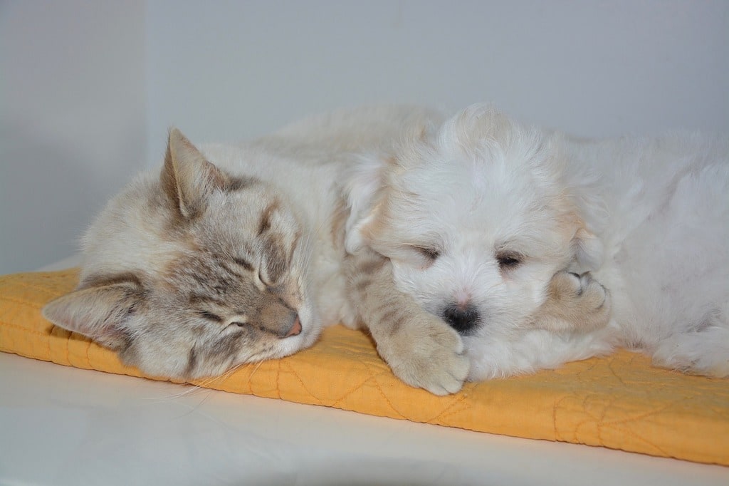 Les meilleures pratiques pour socialiser vos animaux
