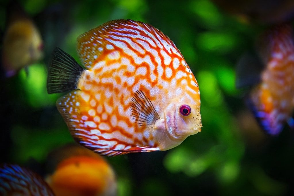Les meilleurs poissons pour un aquarium débutant